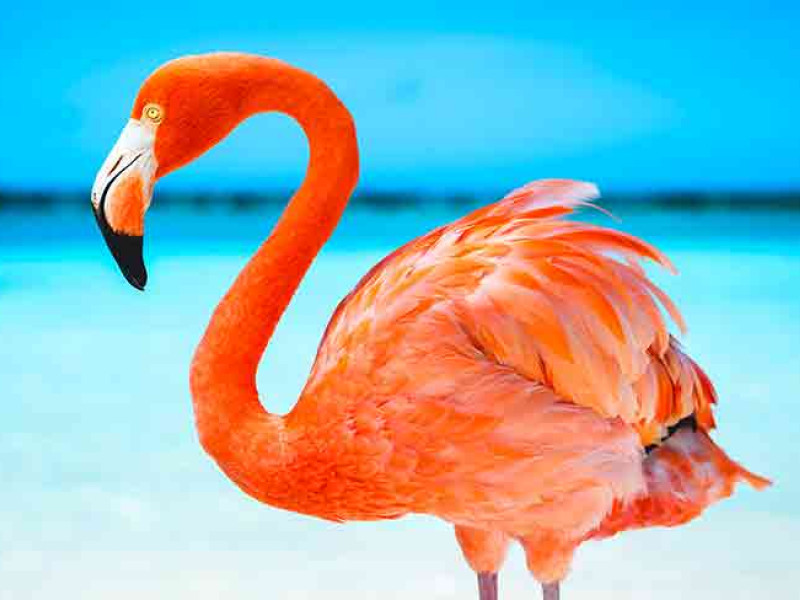 Flamingo (Deep End Learning)