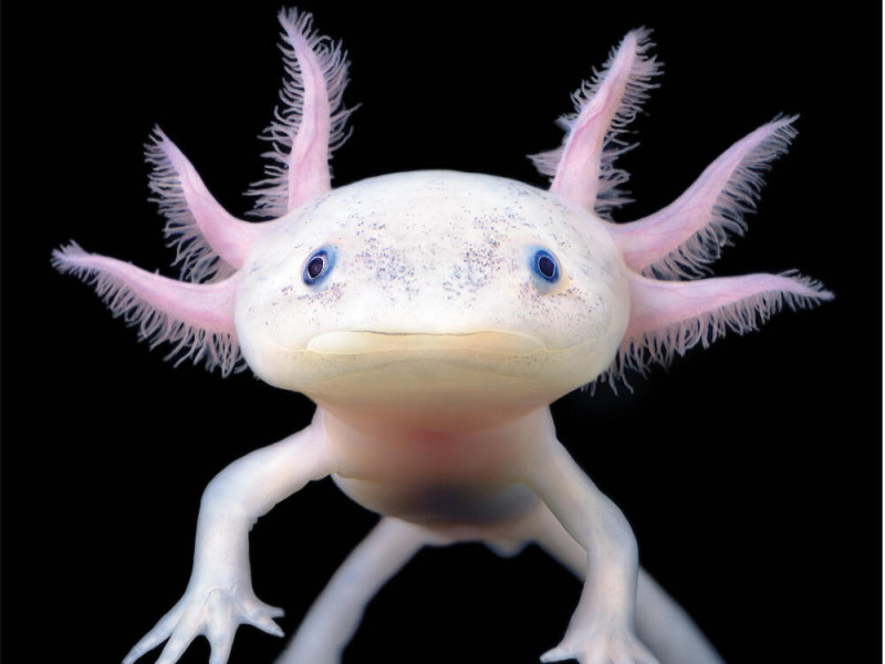 Axolotl (Splish-Splash)